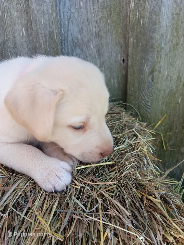 Serena – Labrador Retriever puppy for sale in Accident, MD