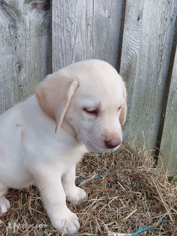 Sparky – Labrador Retriever puppy for sale in Accident, MD