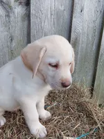 Sunny, a male Labrador Retriever for sale in Accident, MD – 1 of 8