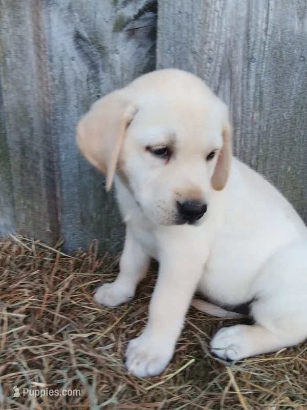 Sparky – Labrador Retriever puppy for sale in Accident, MD