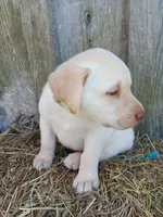 Sammy, a male Labrador Retriever for sale in Accident, MD – 1 of 4