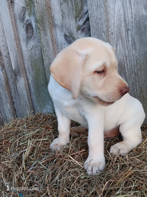 Sammy – Labrador Retriever puppy for sale in Accident, MD