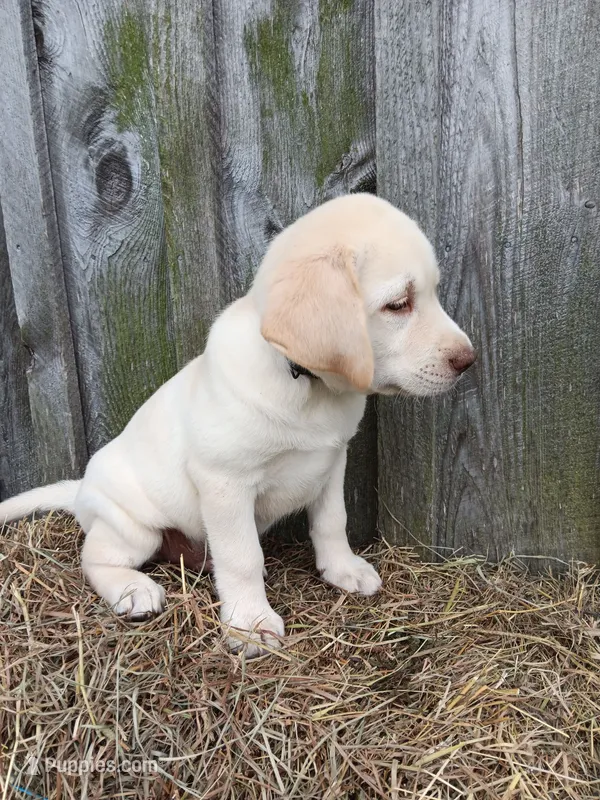 Sunny – Labrador Retriever puppy for sale in Accident, MD
