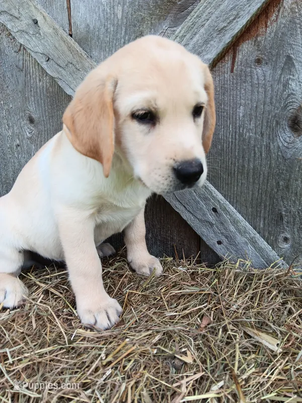 Skipper – Labrador Retriever puppy for sale in Accident, MD