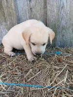 Skipper, a male Labrador Retriever for sale in Accident, MD – 2 of 4