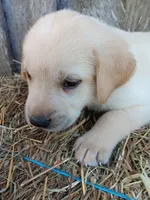Skipper, a male Labrador Retriever for sale in Accident, MD – 4 of 4