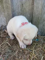 Sedona, a female Labrador Retriever for sale in Accident, MD – 4 of 4
