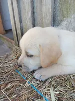 Skipper, a male Labrador Retriever for sale in Accident, MD – 3 of 4