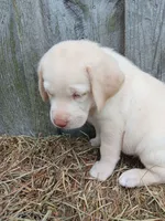 Simon, a male Labrador Retriever for sale in Accident, MD – 2 of 4
