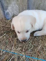 Sparky, a male Labrador Retriever for sale in Accident, MD – 4 of 4