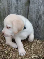 Sonny, a male Labrador Retriever for sale in Accident, MD – 2 of 3