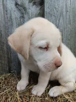 Simon, a male Labrador Retriever for sale in Accident, MD – 3 of 4