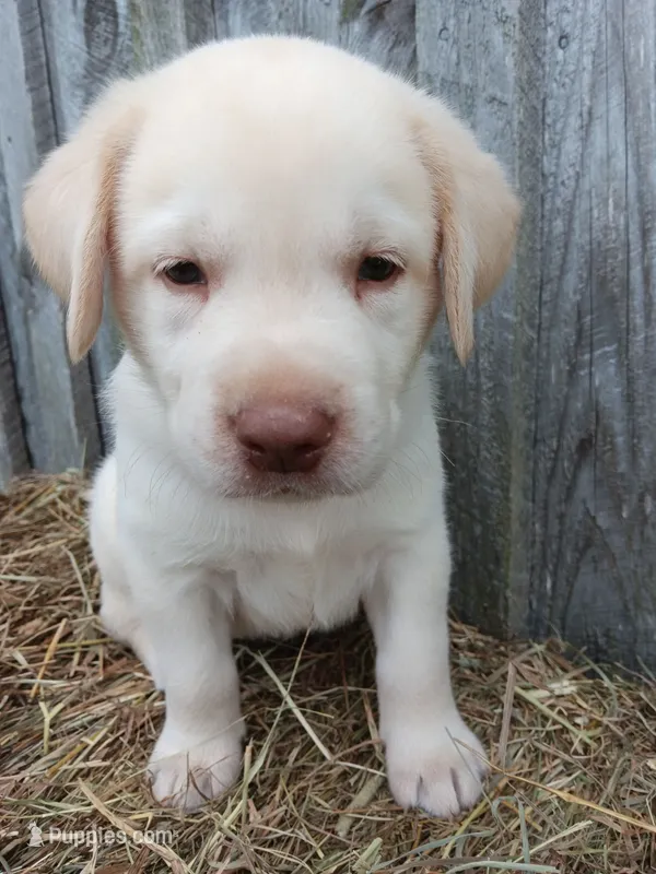 Simon – Labrador Retriever puppy for sale in Accident, MD