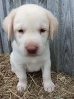Simon, a male Labrador Retriever for sale in Accident, MD – 1 of 4