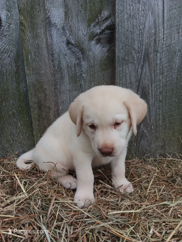 Sonny – Labrador Retriever puppy for sale in Accident, MD
