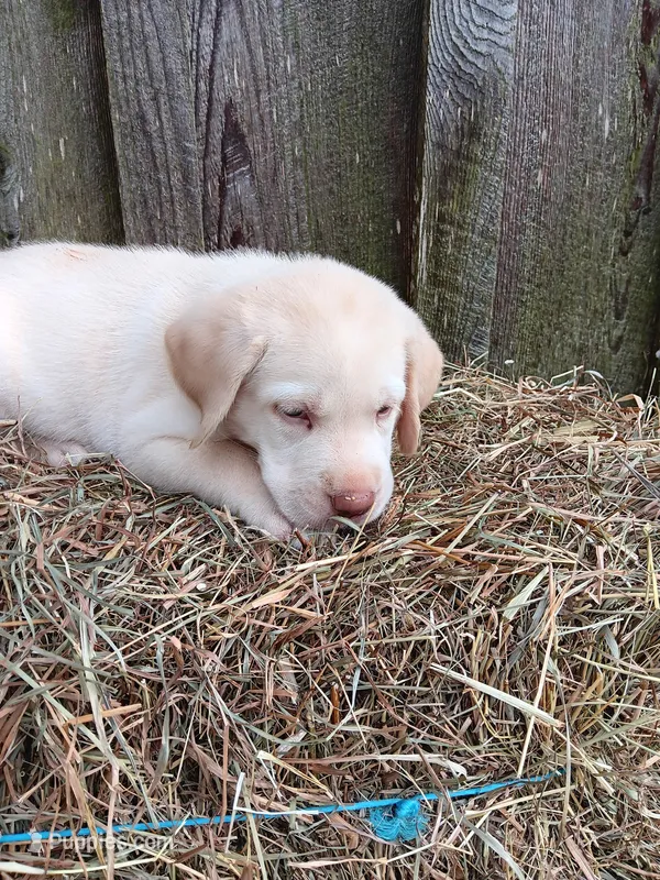 Simon – Labrador Retriever puppy for sale in Accident, MD
