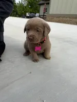 Pink, a male Labrador Retriever for sale in Scottsboro, AL – 7 of 7