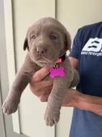 Pink, a male Labrador Retriever for sale in Scottsboro, AL – 2 of 7