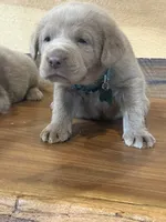 Green, a male Labrador Retriever for sale in Scottsboro, AL – 4 of 7