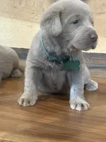 Green, a male Labrador Retriever for sale in Scottsboro, AL – 2 of 7