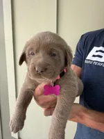 Pink, a male Labrador Retriever for sale in Scottsboro, AL – 1 of 7