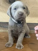 Silver, a male Labrador Retriever for sale in Scottsboro, AL – 3 of 8