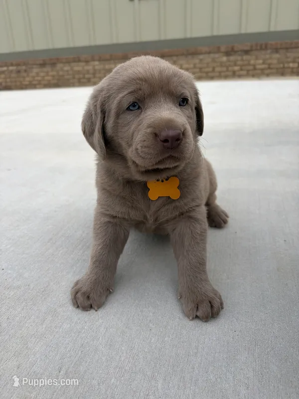 Yellow – Labrador Retriever puppy for sale in Scottsboro, AL