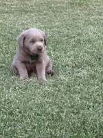 Green, a male Labrador Retriever for sale in Scottsboro, AL – 5 of 7