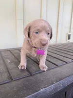 Pink, a male Labrador Retriever for sale in Scottsboro, AL – 3 of 7