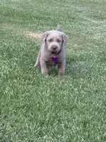 Purple, a male Labrador Retriever for sale in Scottsboro, AL – 6 of 7