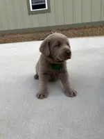 Green, a male Labrador Retriever for sale in Scottsboro, AL – 7 of 7