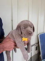 Yellow, a male Labrador Retriever for sale in Scottsboro, AL – 2 of 8