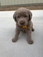 Yellow, a male Labrador Retriever for sale in Scottsboro, AL – 6 of 8
