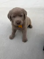 Yellow, a male Labrador Retriever for sale in Scottsboro, AL – 5 of 8