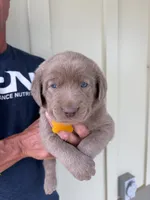 Yellow, a male Labrador Retriever for sale in Scottsboro, AL – 3 of 8