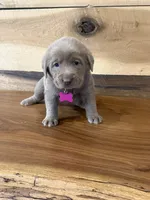Pink, a male Labrador Retriever for sale in Scottsboro, AL – 4 of 7