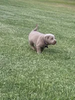 Purple, a male Labrador Retriever for sale in Scottsboro, AL – 5 of 7