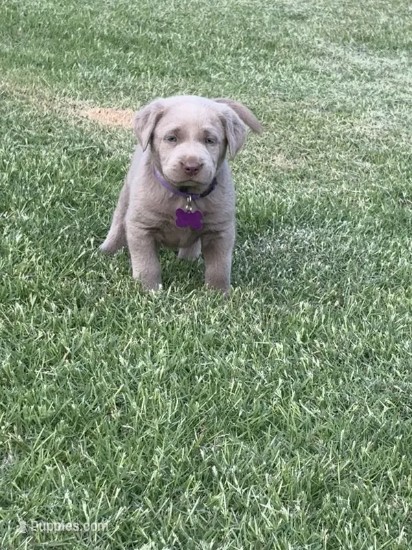 Purple – Labrador Retriever puppy for sale in Scottsboro, AL