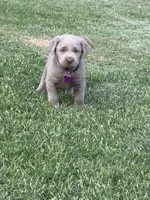 Purple, a male Labrador Retriever for sale in Scottsboro, AL – 1 of 7