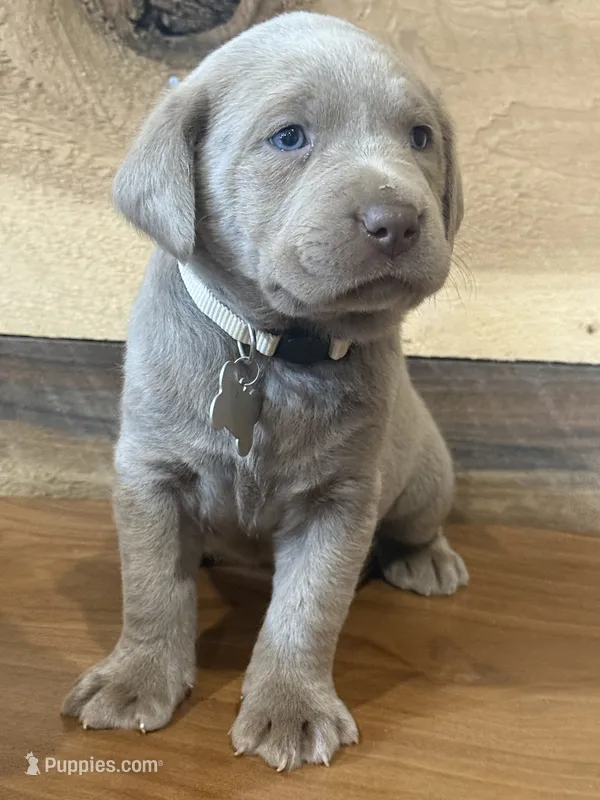 Silver – Labrador Retriever puppy for sale in Scottsboro, AL