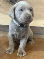 Silver, a male Labrador Retriever for sale in Scottsboro, AL – 1 of 8