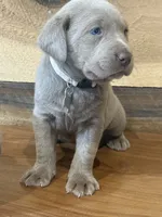 Silver, a male Labrador Retriever for sale in Scottsboro, AL – 2 of 8
