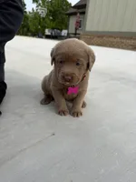 Pink, a male Labrador Retriever for sale in Scottsboro, AL – 6 of 7
