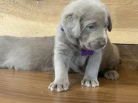 Purple, a male Labrador Retriever for sale in Scottsboro, AL – 3 of 7