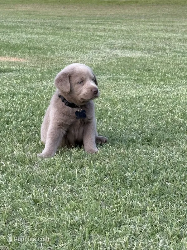 Black – Labrador Retriever puppy for sale in Scottsboro, AL