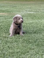 Black, a male Labrador Retriever for sale in Scottsboro, AL – 1 of 4