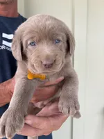Yellow, a male Labrador Retriever for sale in Scottsboro, AL – 4 of 8