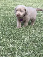 Purple, a male Labrador Retriever for sale in Scottsboro, AL – 4 of 7