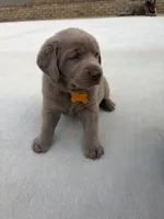 Yellow, a male Labrador Retriever for sale in Scottsboro, AL – 7 of 8