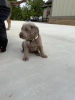 Silver, a male Labrador Retriever for sale in Scottsboro, AL – 4 of 8
